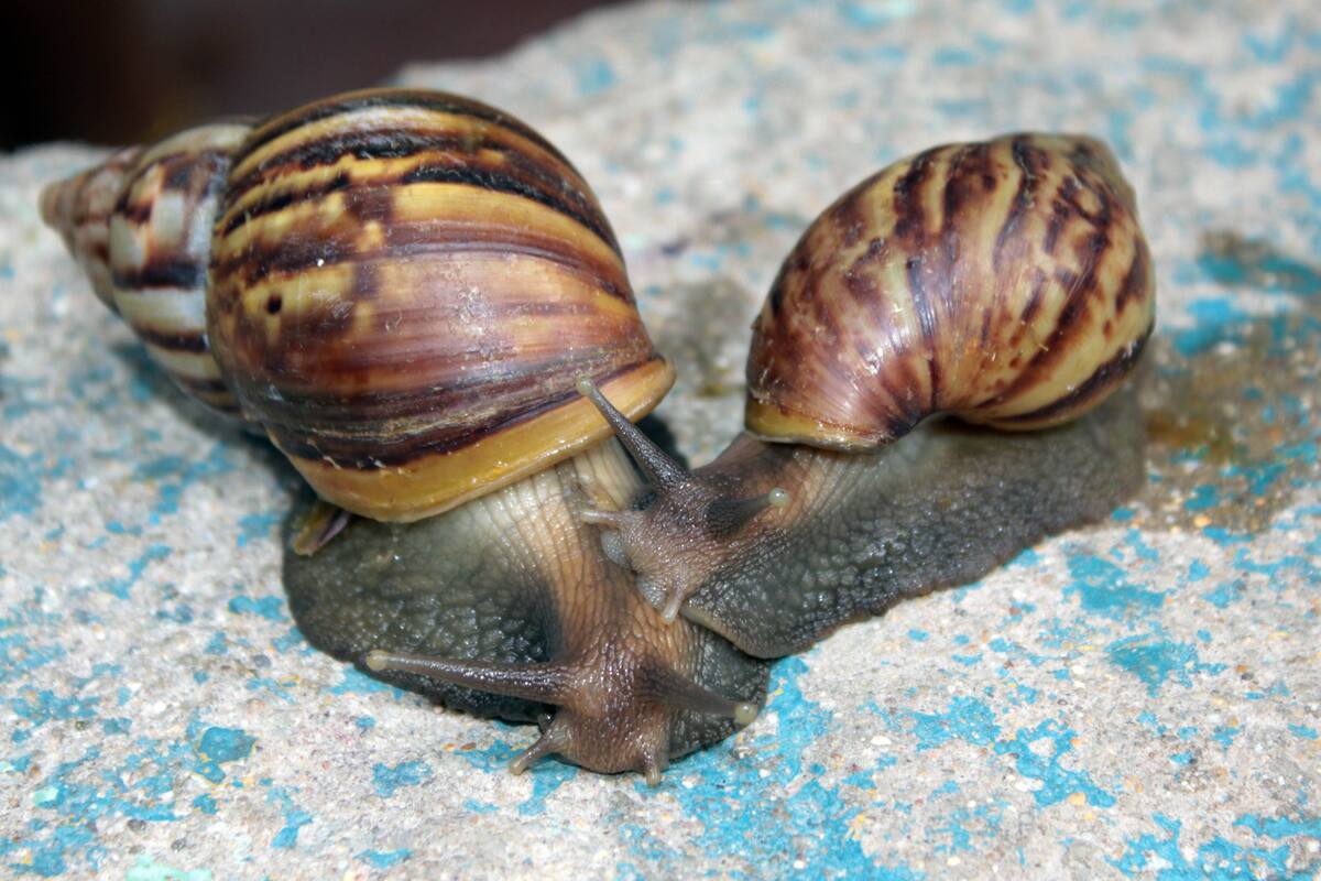 CAR activa alerta por la invasión del caracol gigante africano en Cundinamarca. Foto: Colprensa