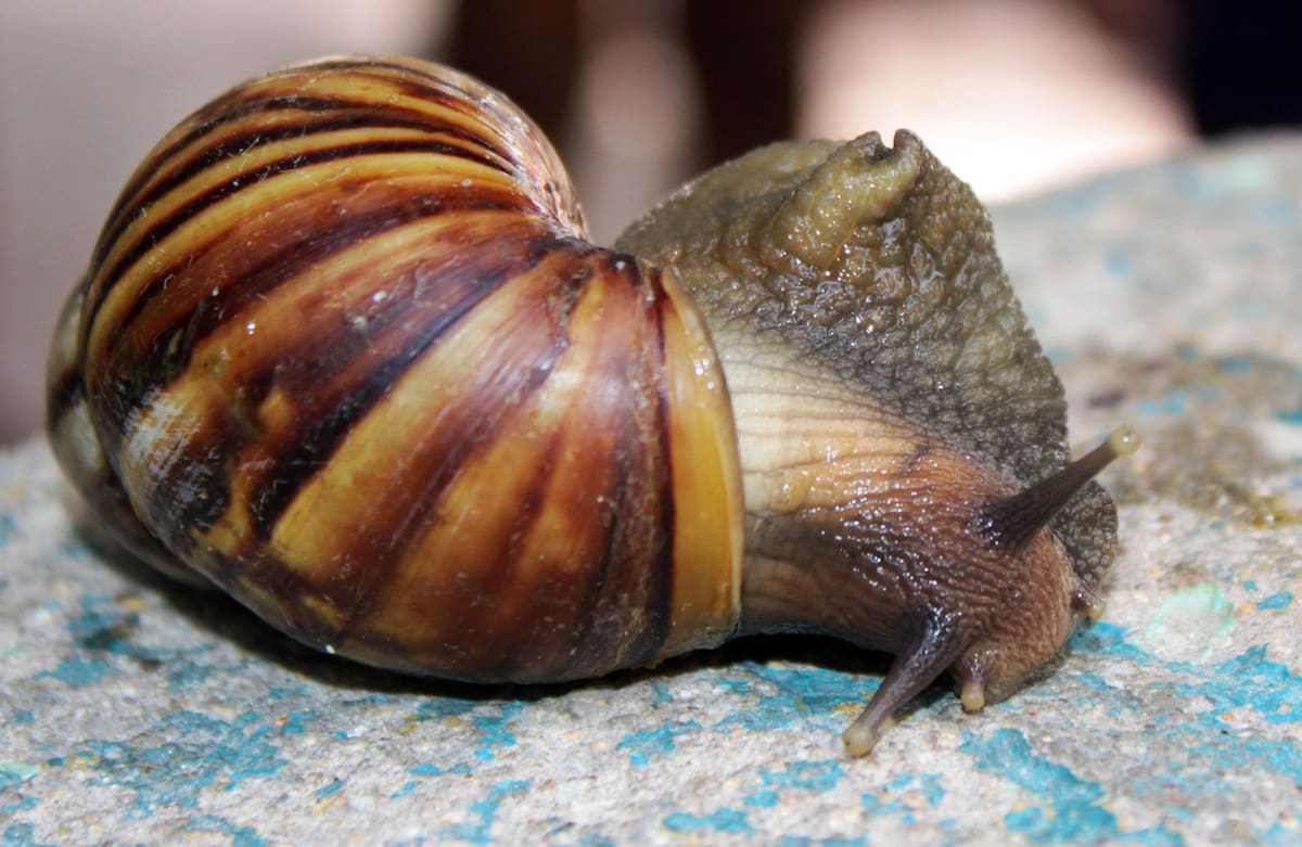 CAR activa alerta por la invasión del caracol gigante africano en Cundinamarca. Foto: Colprensa