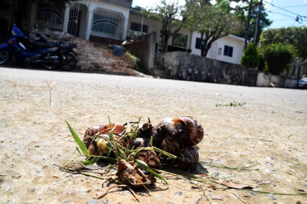 Aún se desconoce cómo el caracol africano llegó a Barrancabermeja. Lo cierto es que áreas como la Comuna Cuatro están plagadas de estos animales nocivos para la salud. El mal uso de las basuras aumenta su reproducción. (Foto: Edgar Pernett Sotomayor/VANGUARDIA LIBERAL)