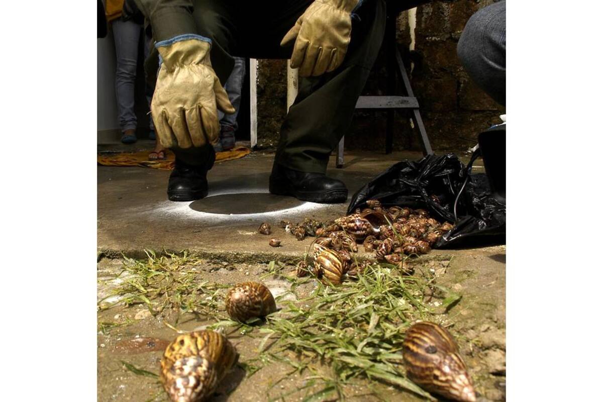 Los caracoles africanos son una amenaza para la salud de los habitantes del municipio. (Foto: Archivo / VANGUARDIA LIBERAL)