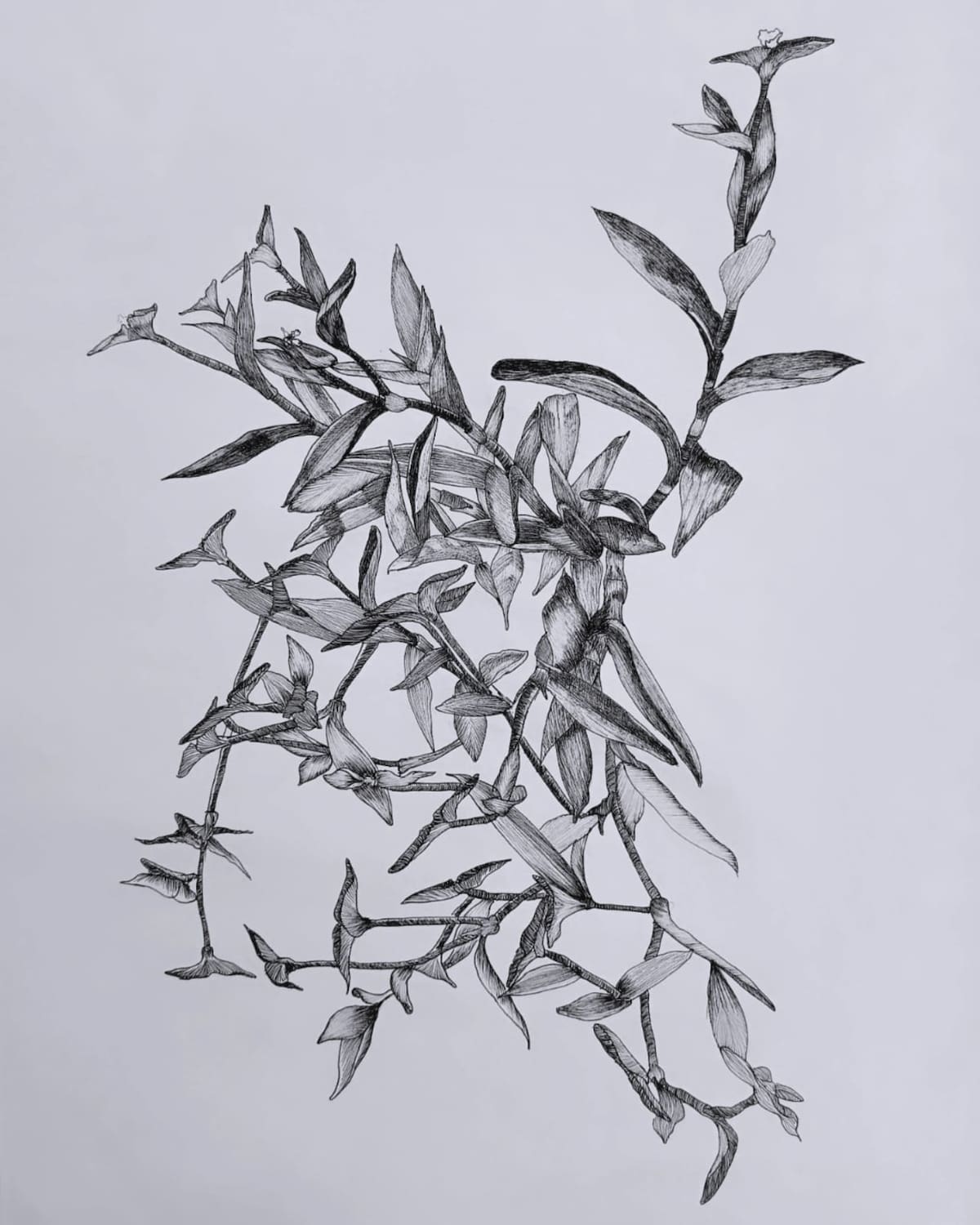 La Cartografía Flora Cadavérica también cuenta con dibujos realizados en rapidógrafo por la artista, quien documentó las especies de plantas que quiso incluir en su obra. / Suministrada