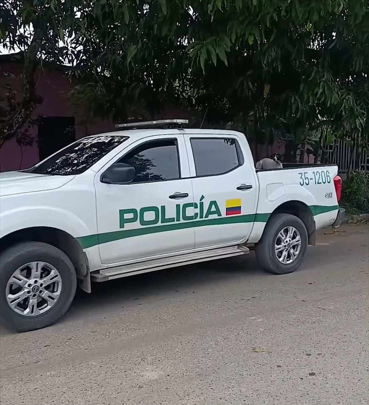 Autoridades de Puerto Wilches participaron en el rescate de nueve perros, siete gatos y ocho tortugas morrocoy, tras la denuncia por el presunto abuso sexual contra una gata.
Captura de video