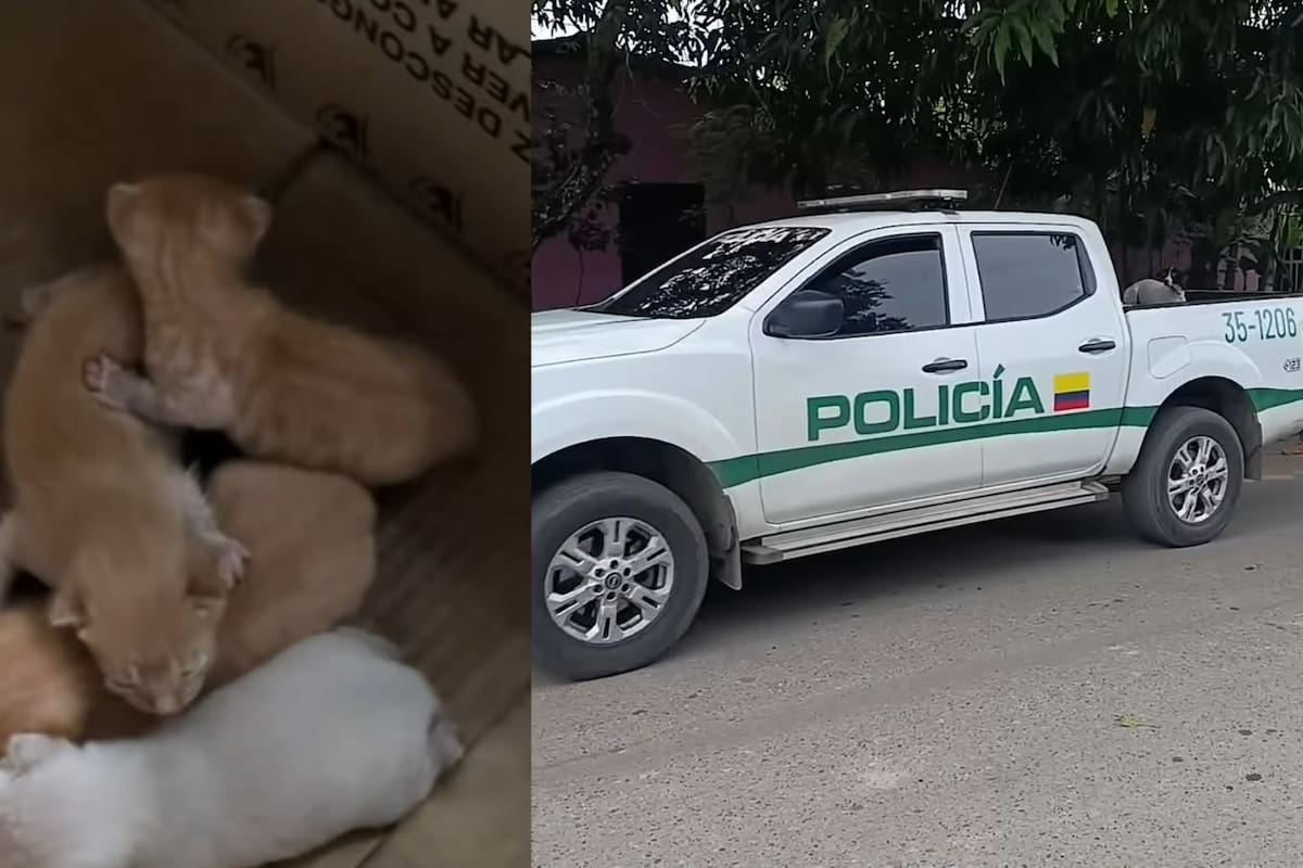 Autoridades de Puerto Wilches participaron en el rescate de nueve perros, siete gatos y ocho tortugas morrocoy, tras la denuncia por el presunto abuso sexual contra una gata.
Captura de video