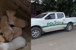 Rescatan 24 animales en Puerto Wilches, tras denuncia por presunto abuso sexual contra una gata
