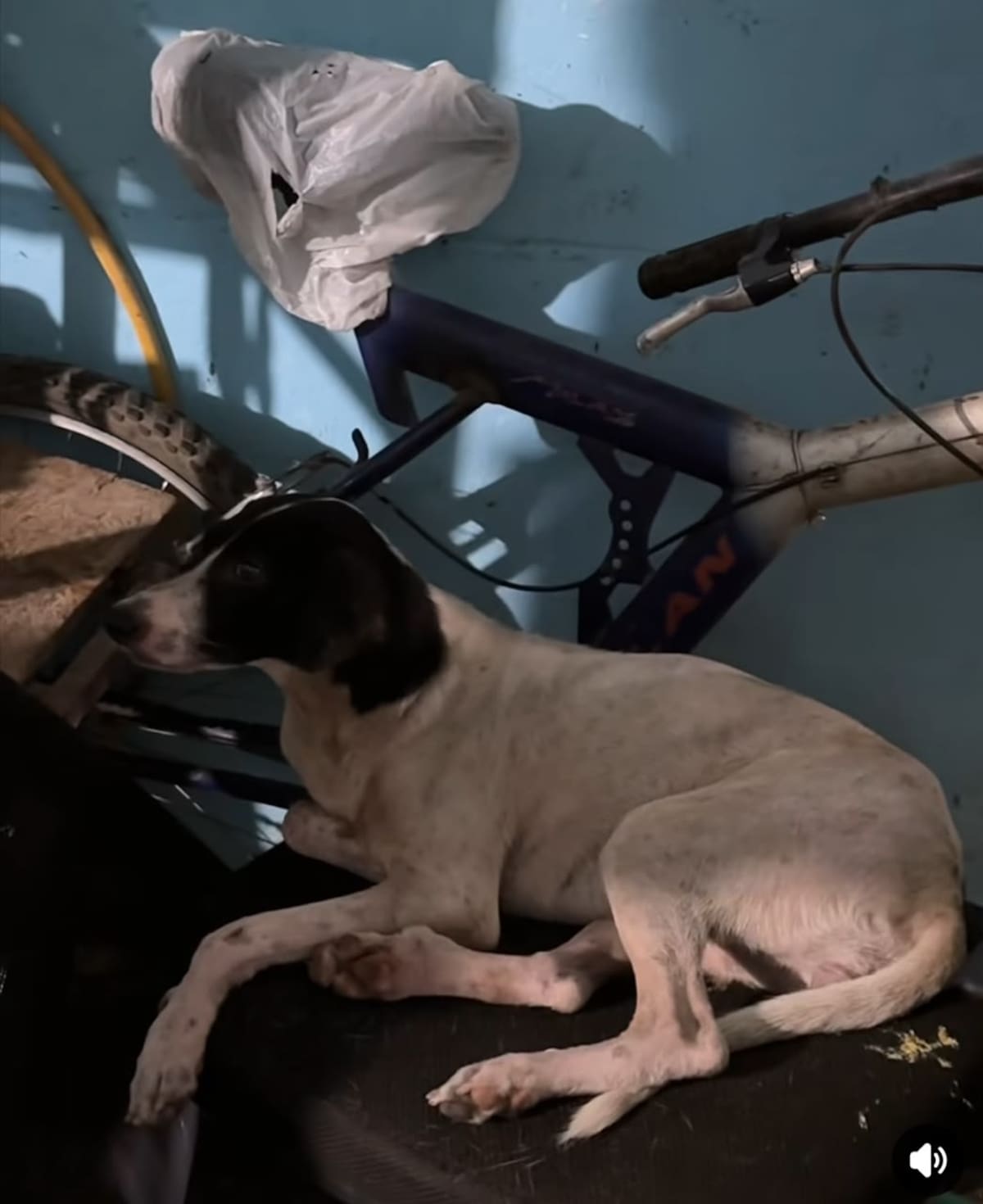 Autoridades de Puerto Wilches participaron en el rescate de nueve perros, siete gatos y ocho tortugas morrocoy, tras la denuncia por el presunto abuso sexual contra una gata.
Captura de video