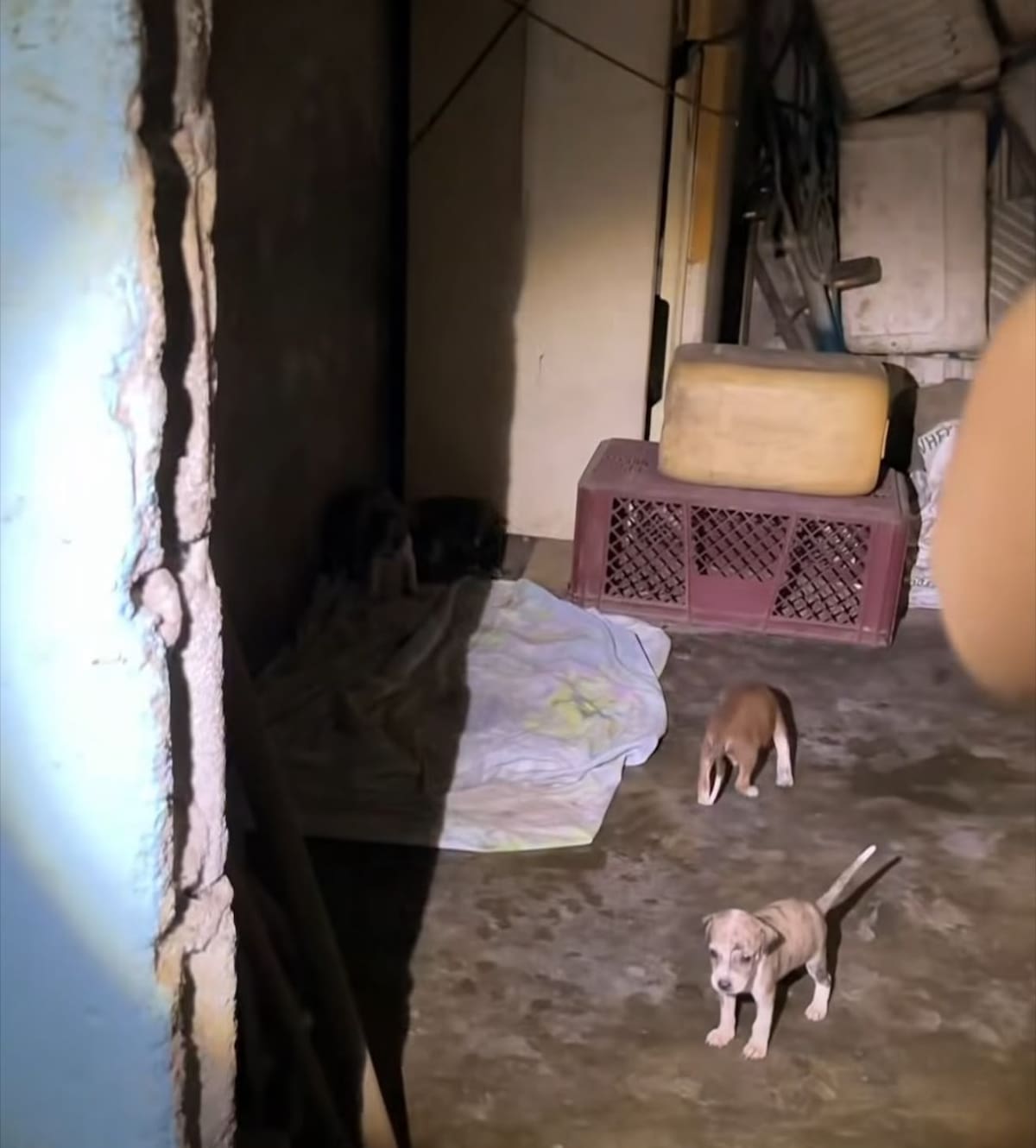 Autoridades de Puerto Wilches participaron en el rescate de nueve perros, siete gatos y ocho tortugas morrocoy, tras la denuncia por el presunto abuso sexual contra una gata.
Captura de video