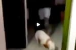 Denuncian brutal agresión contra una mujer y su perrita en Santander