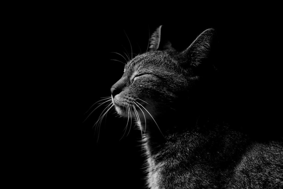 Los gatos están entre los animales más adorados por los humanos. Pixabay / VANGUARDIA