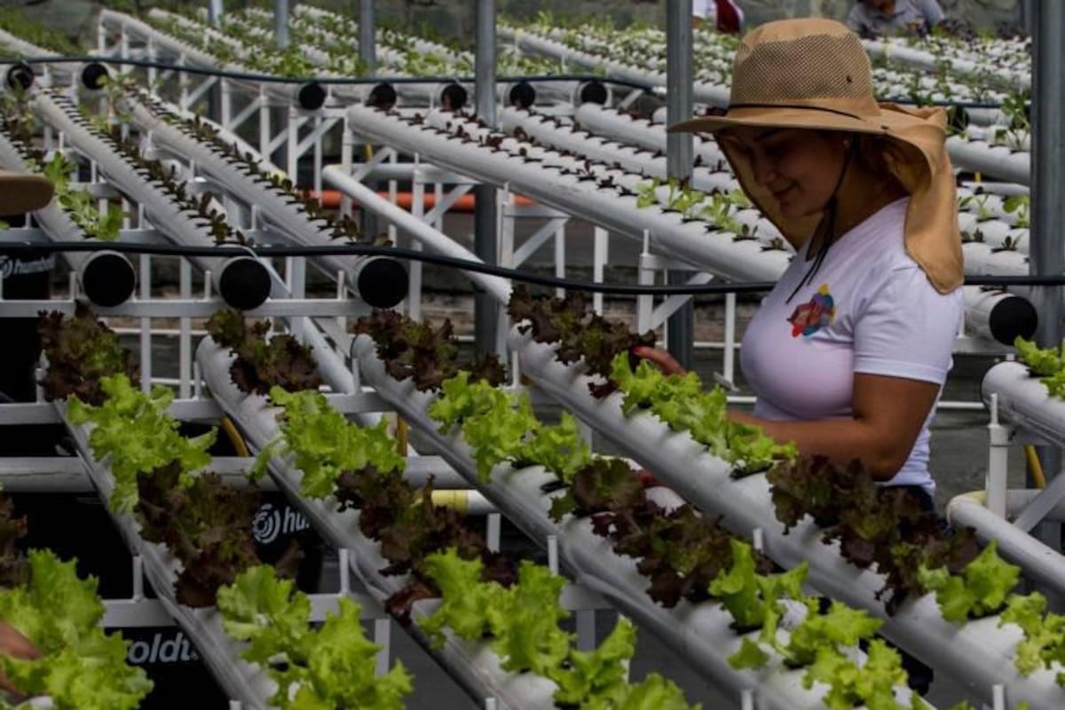 Terrazas verdes: cultivando esperanza en la Comuna 13 de Medellín Foto: redes sociales / VANGUARDIA