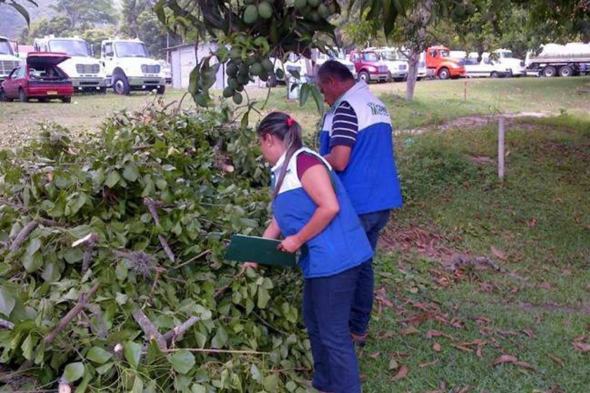 En la visita hecha por los funcionarios de la Corporación se pudo evidenciar tala de árboles y explanación de terreno. (Foto: Archivo/VANGUADIA LIBERAL)