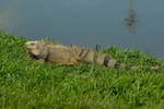 Ojo: esta es la razón por la que hay varias iguanas en las calles de Medellín