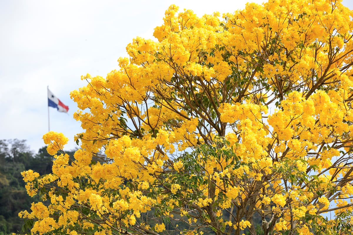 Fotografía que muestra flores en un árbol guayacán amarillo (Handroanthus chrysanthus) en Ciudad de Panamá (Panamá). EFE/ Bienvenido Velasco