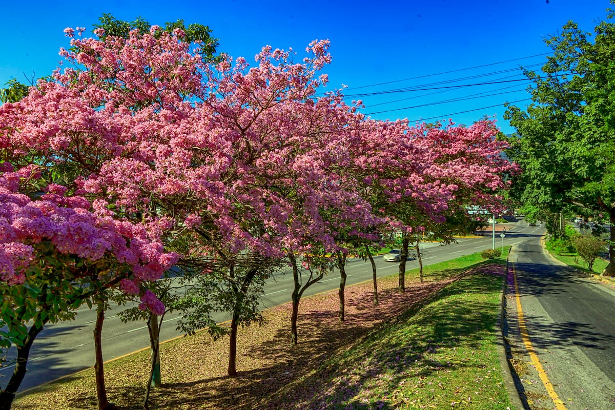 Fotografía que muestra flores en árboles de la especie Tabebuia Rosea comúnmente conocidos como Guayacán Rosado, en San Pedro Sula (Honduras). EFE/ José Valle