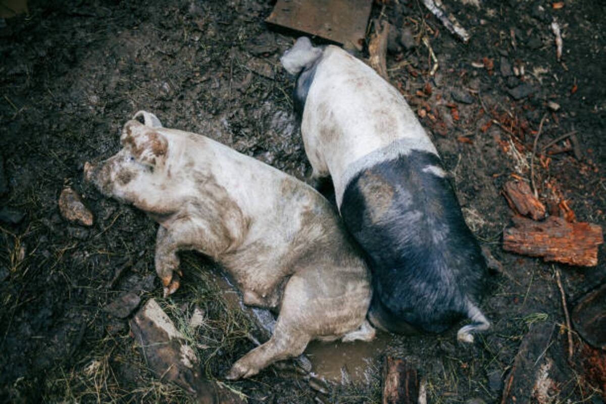 Los animales y el ganado pueden sufrir fracturas, heridas y traumatismos tras el colapso de estructuras durante un movimiento telúrico.