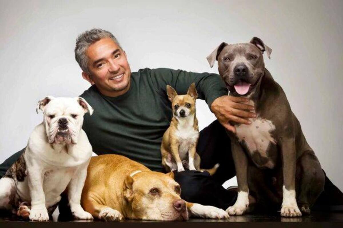 César Millán, el entrenador de las celebridades junto a perros. En diálogo con Infobae brindó consejos para adiestrar en casa.
