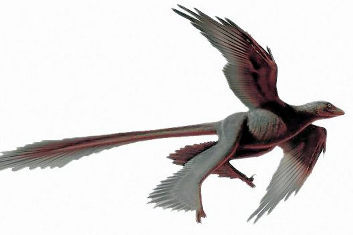Changyu Raptor Changyuraptor yangi, el dinosaurio volador de cuatro alas