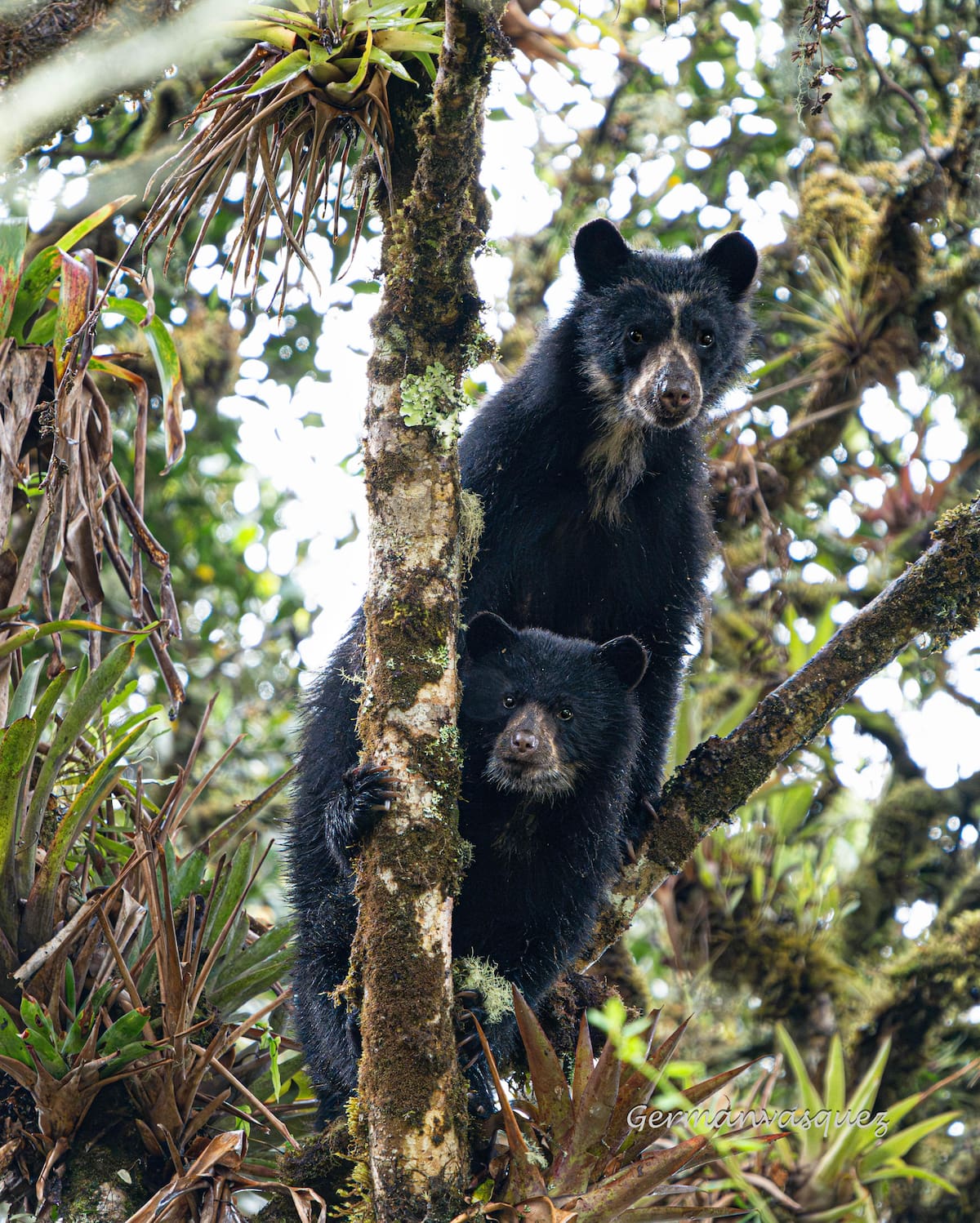 Oso de Anteojos (Tremarctos ornatus)
. | Germán Vásquez/Vanguardia