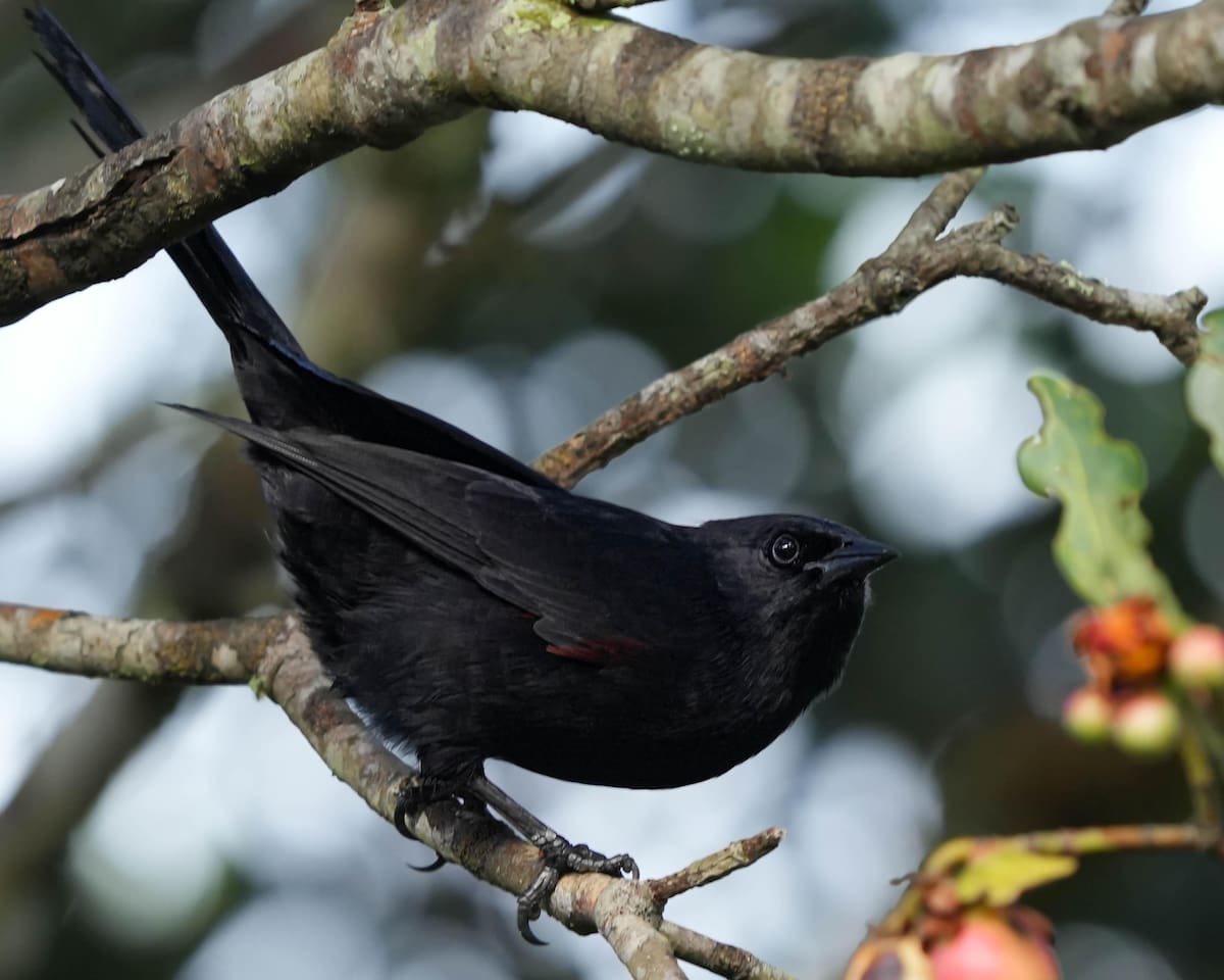 Chango de montaña (Macroagelaius subalaris). | Germán Vásquez/Vanguardia