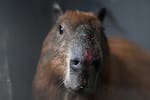 Detienen a ocho personas por apalear a un chigüiro: el animal sufre traumatismo craneal