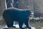 Falleció ‘Chucho’, el famoso oso de anteojos del Zoológico de Barranquilla
