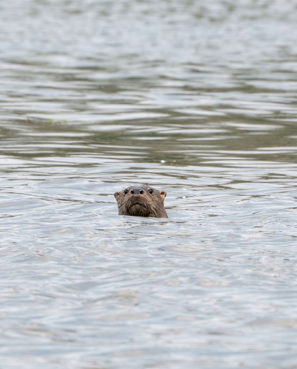 La riqueza natural de la ciénaga de Paredes en Santander. Gustavo Gutiérrez/Vanguardia