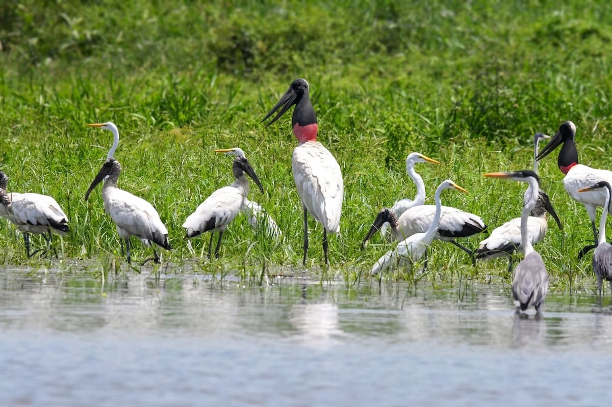 La riqueza natural de la ciénaga de Paredes en Santander. Gustavo Gutiérrez/Vanguardia