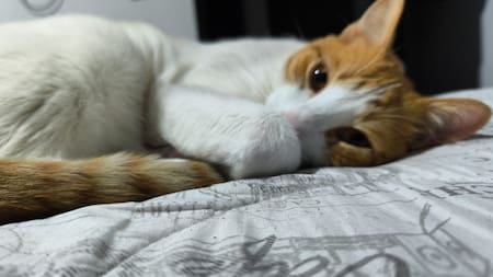 Cinco comportamientos de su gato que merecen atención