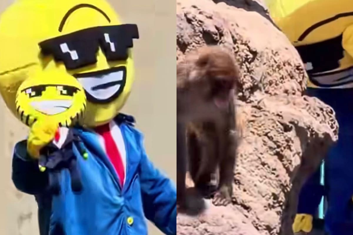 El ciudadano estadounidense fue arrestado tras ingresar sin autorización al recinto de Punch, el macaco viral del zoológico Ichikawa City Zoo en Japón.
Foto tomada de: Pantallazos de video de Instagram
