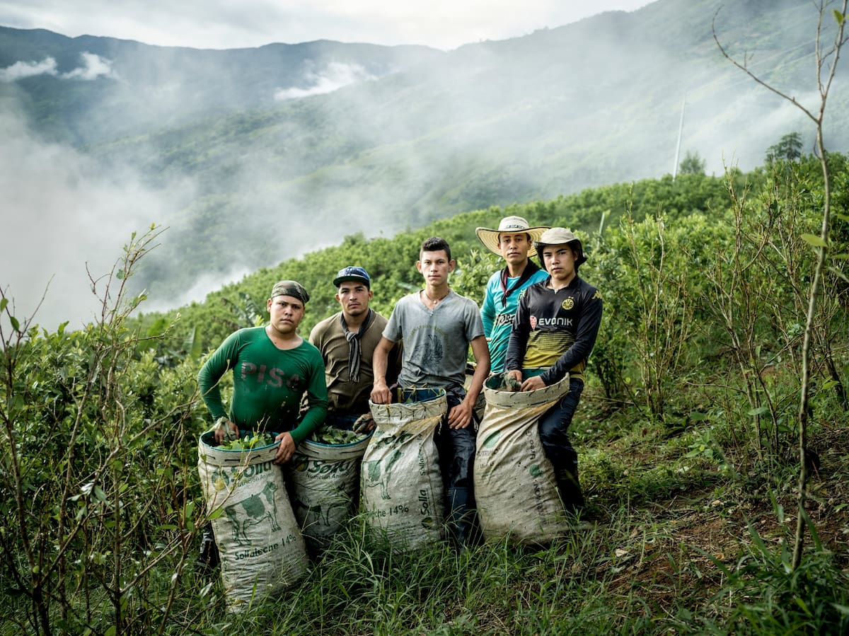 Todos los recolectores de hoja de coca de esta fotografía tienen entre 15 y 21 años. Foto: Mads Nissen