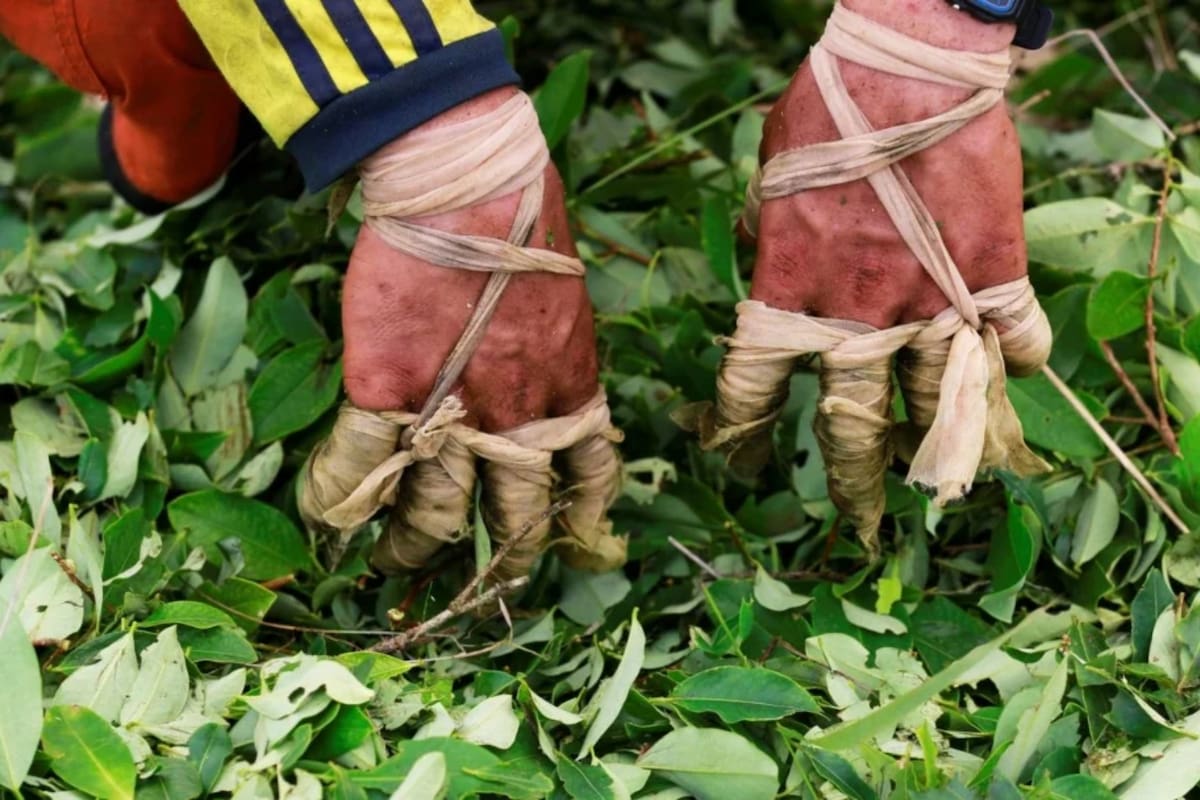La revista británica hace un panorama sobre cómo Colombia se ha mantenido como el responsable de cerca del 70% de la cocaína vendida a nivel global. Foto: El Confidencial