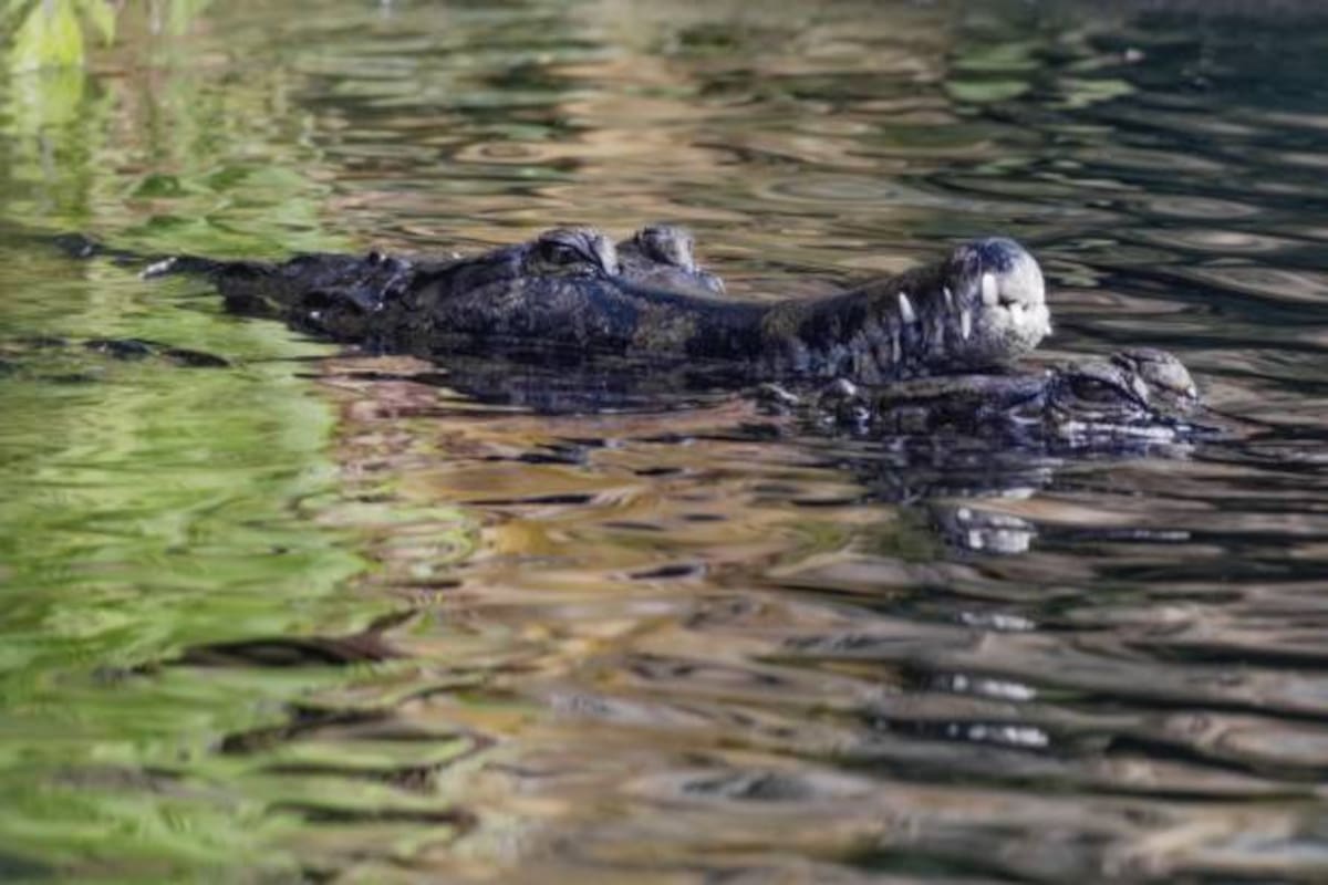 Cocodrilo en el agua.