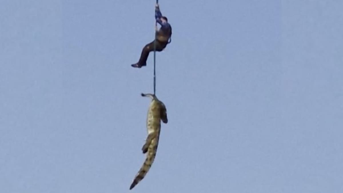 Así trasladaron a cocodrilo con restos humanos en río infestado de reptiles en Sudáfrica.