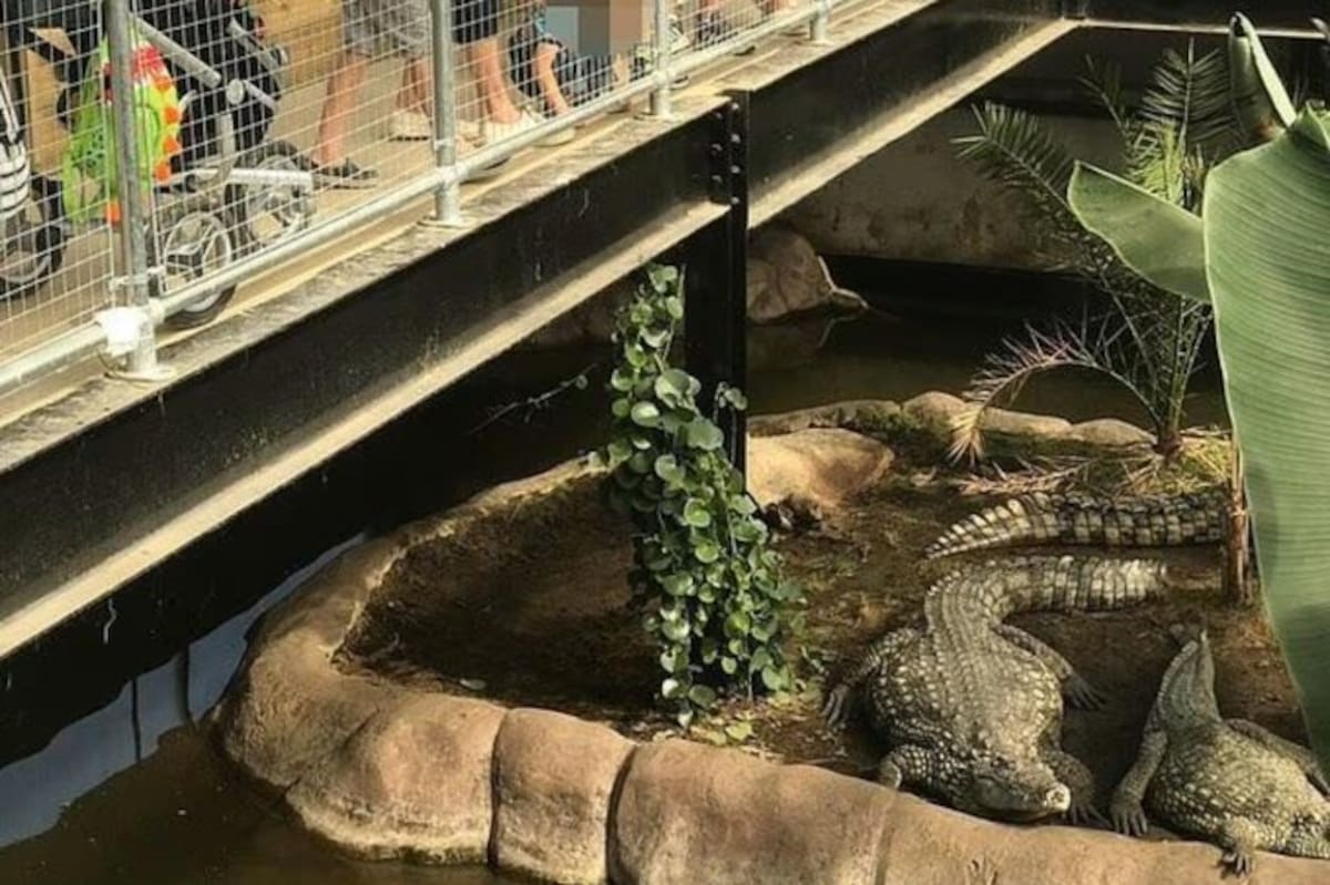 Un hombre arroja a los cocodrilos a un niño de tres años en un zoológico de Inglaterra. El menor está grave.
