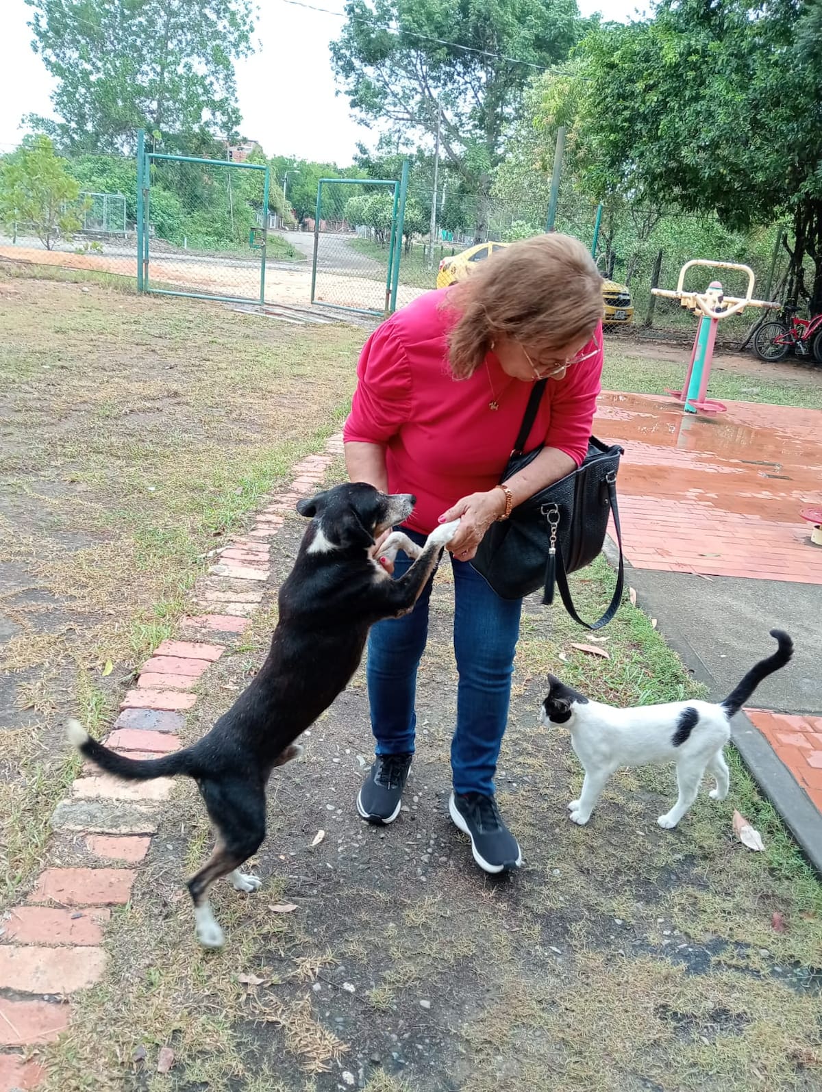 La Circular 039 de 2026 desató polémica en Barrancabermeja al prohibir la permanencia y alimentación de animales domésticos en instituciones educativas oficiales del Distrito.
Suministrada/Vanguardia