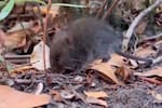 Ratón colilargo: el roedor que transmite la única cepa de hantavirus que se contagia entre personas
