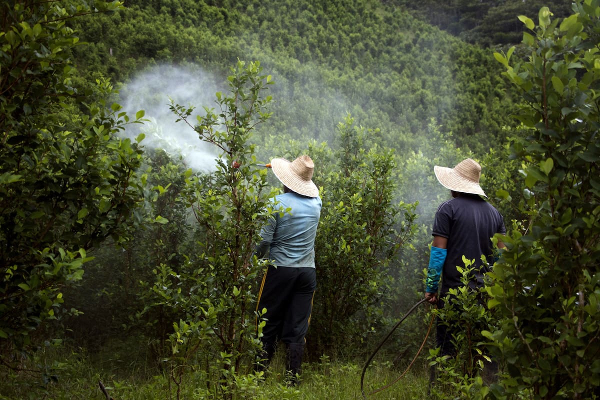 Las condiciones climáticas han generado dificultades para distintos cultivos en varias zonas del país, con efectos tanto por la falta de agua como por el exceso de lluvias.// Foto: EFE - Ricardo Maldonado Rozo.