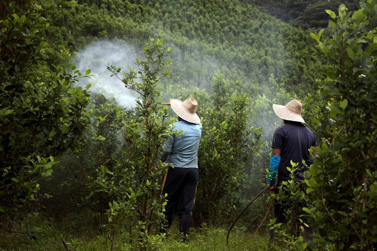 Hombres que fumigan y cuidan de un cultivo de coca en la vereda de La Cuchilla, Nariño (Colombia). Muchos campesinos de Colombia viven en medio del fuego cruzado y de las minas sembradas por los grupos armados. EFE/RICARDO MALDONADO ROZO