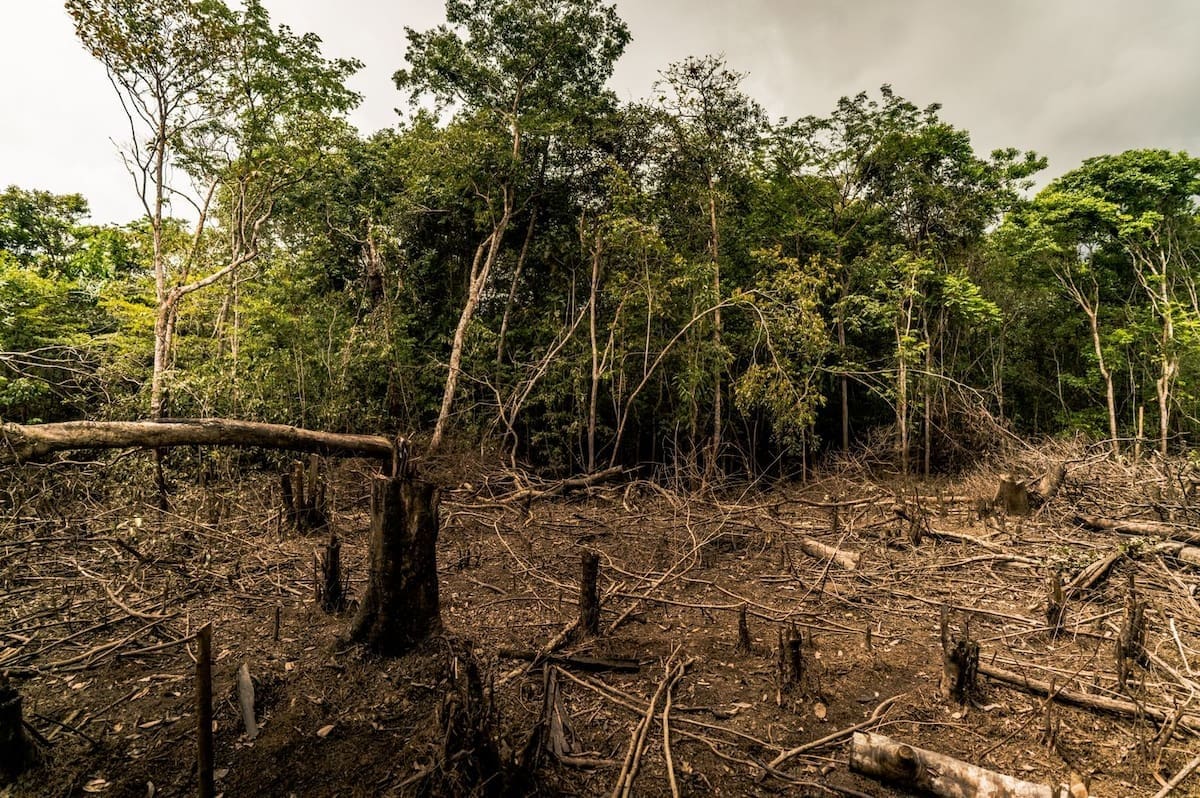 Colombia entra en lista de países con “riesgo estándar” por deforestación ante la Unión Europea. Foto: WWF
