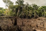 Colombia entra en lista de países con “riesgo estándar” por deforestación ante la Unión Europea