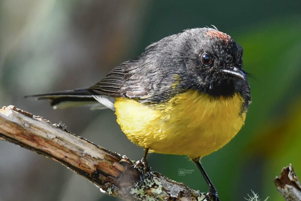 Arañero Coliblanco (Myioborus miniatus) | Suministrada Andrés Pinto/Vanguardia