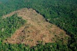 Colombia pierde la mitad de su bosque primario en un año: la deforestación amenaza el futuro productivo del país