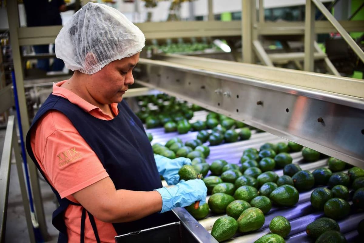 La fortaleza del hass radica en gran contenido de grasa, intenso sabor y su tamaño que lo hace ideal para la porción de una persona. (Foto: Archivo/VANGUARDIA LIBERAL)