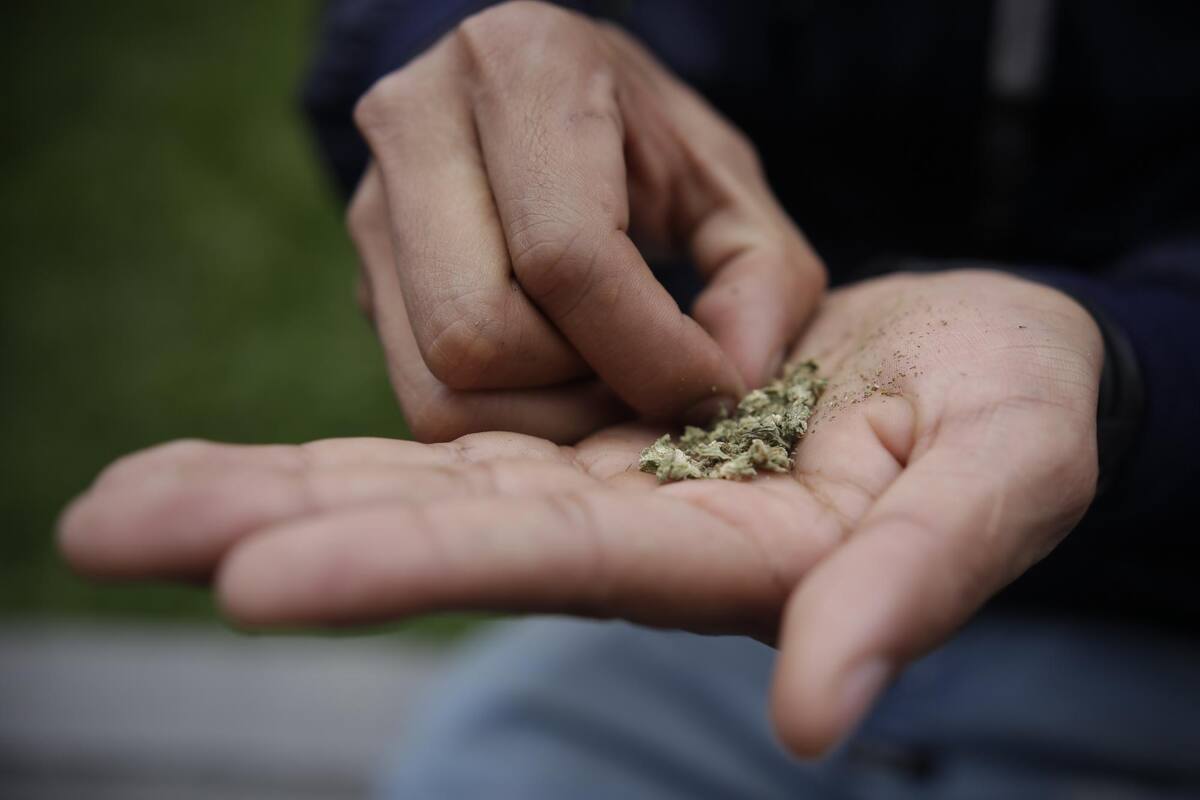 Tumban el proyecto que buscaba regular la marihuana recreativa en Colombia Foto: Colprensa