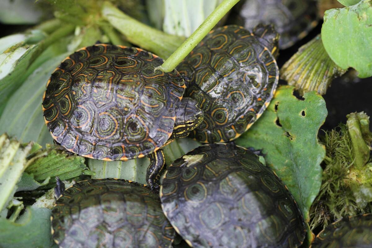 Cerrejón liberó 600 tortugas hicotea en la zona donde está ubicada la mina