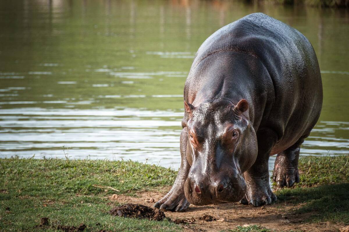 Con una donación proveniente de Estados Unidos, a través de la Agencia USDA APHIS (Animal and Plant Health Inspection Service) comenzó el proceso de esterilización de hipopótamos dispersos en el Magdalena Medio. (FOTO/Colprensa)