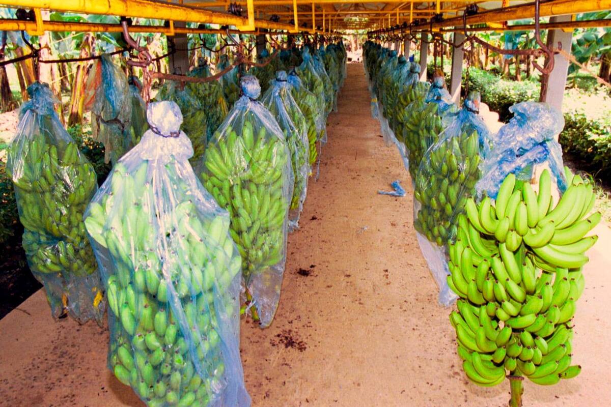 ICA declara emergencia nacional para evitar propagación de hongo del banano