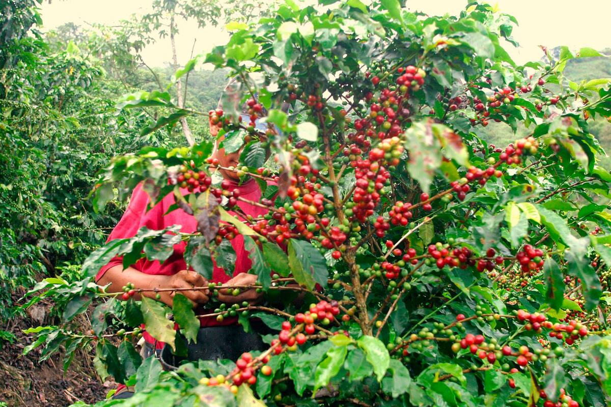 Producción de café creció 4% y totalizó 1,08 millones de sacos en septiembre
