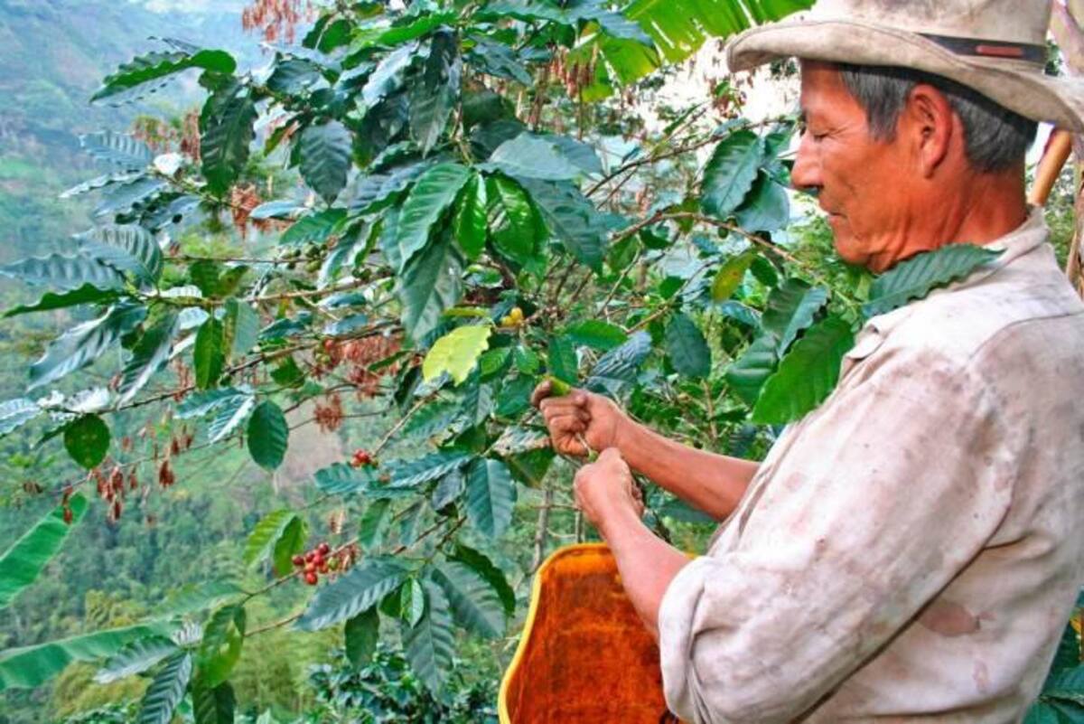 Cultivos de café, Los Santos. Archivo