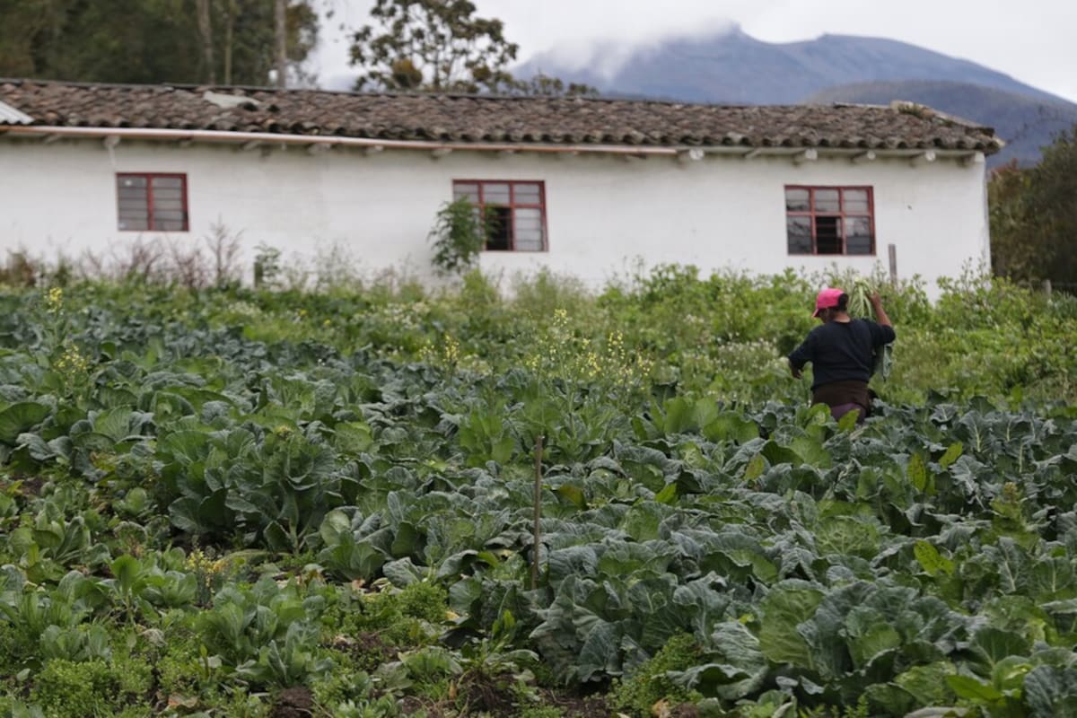 Cómo operarán los nuevos tribunales agrarios para resolver pleitos de tierras en el campo. | Foto: Colprensa.