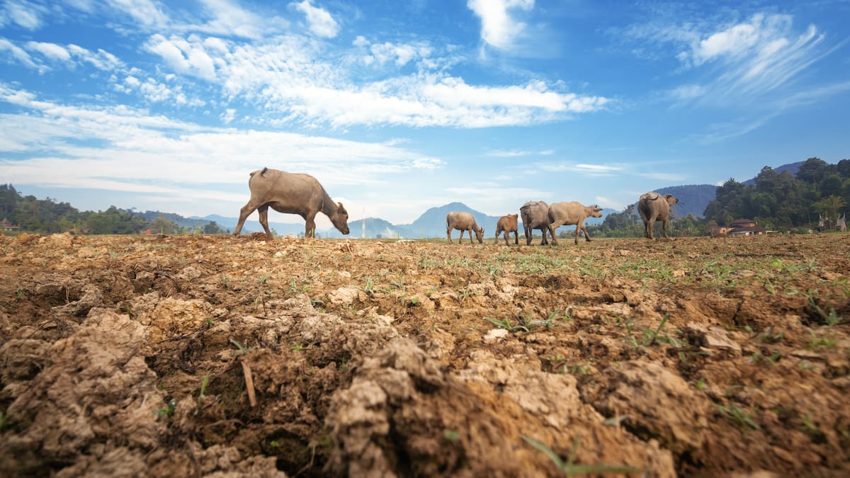 La falta de planificación hídrica destruye la productividad del suelo y la rentabilidad del hato ganadero mucho antes de que llegue la sequía. Frente a la amenaza recurrente del fenómeno de El Niño, prácticas como la cosecha de agua lluvia, la protección de nacimientos y la rotación de potreros dejan de ser medidas de emergencia para convertirse en inversiones estratégicas para el campo.